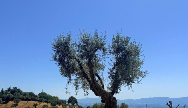 Agriturismo Miracco Atanasio Franco "Il Maniero"