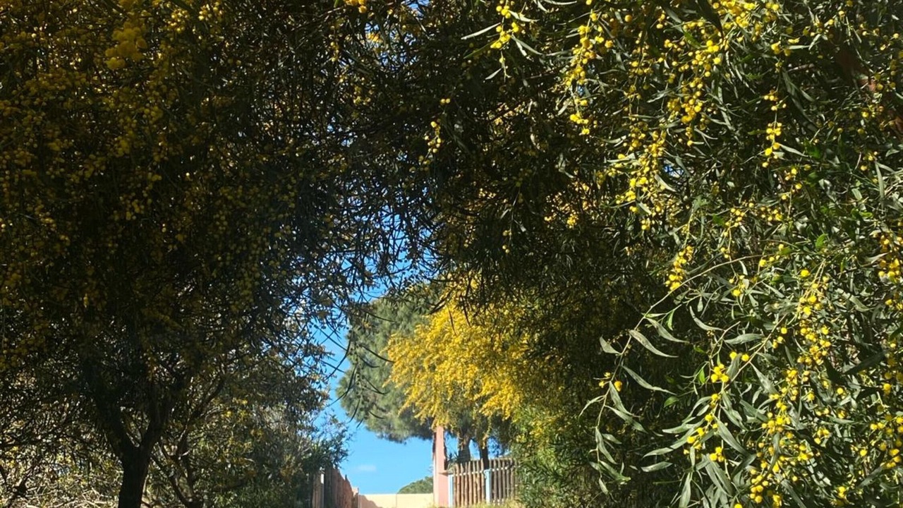 Photo of Outdoor in Villaggio delle Mimose