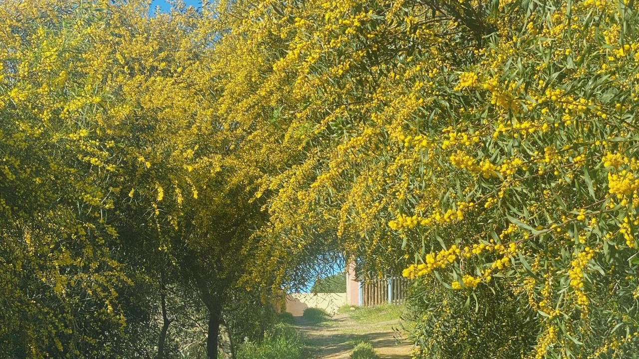 Photo of Others in Villaggio delle Mimose