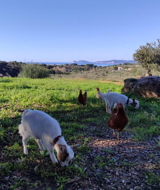 Photo of Others in Alghero