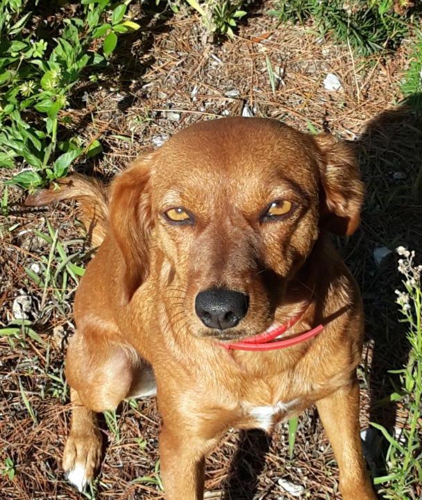 Photo of Others in Badesi