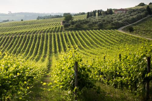 Tenuta Di Monaciano